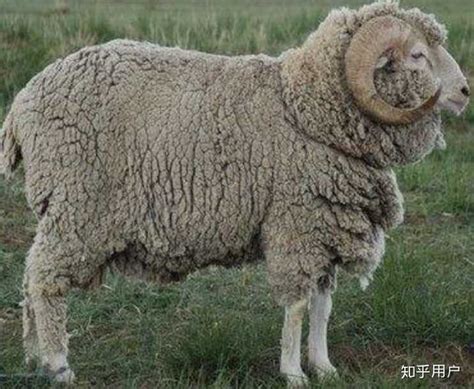 山羊绒和羊绒的区别，山羊绒和羊绒究竟哪个好？_绵羊