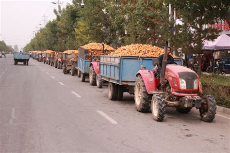 骆驼城镇制种玉米收购工作有序进行--高台县人民政府门户网站
