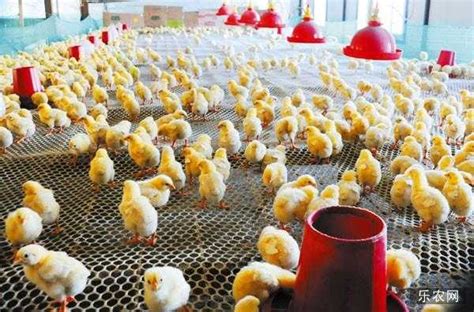 养鸡为什么要光照（养鸡为什么一直要光照）-云南省种畜推广中心