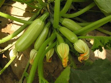 农民种植西葫芦，掌握这5个技巧，西葫芦开花多、结果多|西葫芦|落果|落花_新浪新闻