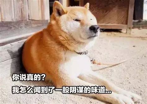 柴犬北登图片