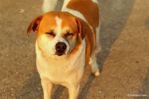 中华田园犬十大品种，俗称叫“土狗”。 - NRD Studio