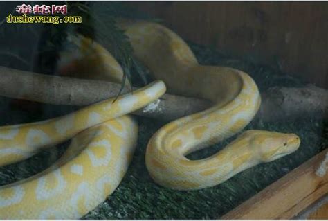 黄金蟒蛇的图片大全大图(黄金蟒蛇其实是得病之后所形成的，人工繁殖之后，喜欢当成宠物) | 说明书网
