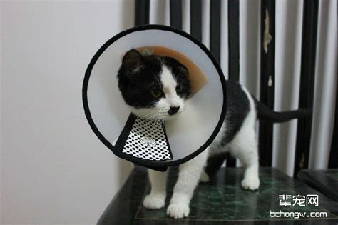 如何送受伤的猫咪去医院-辈宠网