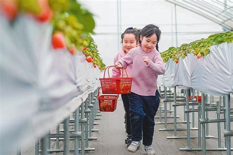 江苏盐城盐都：致富草莓“链”托起“甜蜜产业”-盐城新闻网