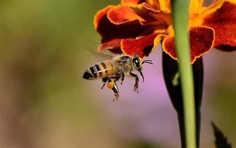 蜂的种类图谱及名称大全 - 蜜蜂知识 - 酷蜜蜂