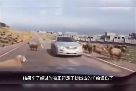 两只公羊在路上打架， 正好一辆车驶过，结果把这辆车撞出一个 ...