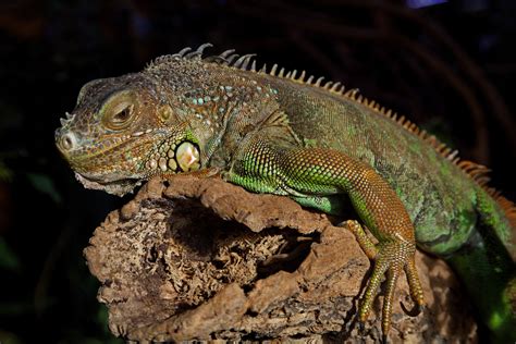 Bestellen - Grüner Leguan (Iguana iguana) in freier Wildbahn - Bildagentur