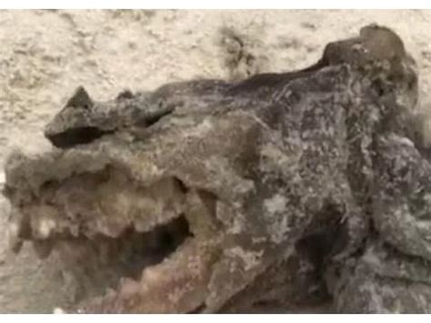 一只怪异生物被冲上海滩：没眼睛、长着可怕大牙、身形独特|怪异|生物|康斯坦丁_新浪新闻