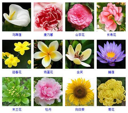 花卉种类名称大全图片,兰花种类名称及图片,称的种类名称和图片_大山谷图库