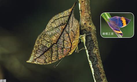 夜蝴蝶图片