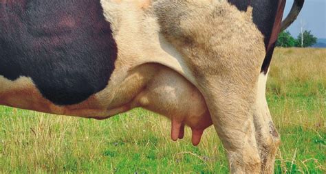 牛用B超机对母牛的妊娠检测 - 知乎