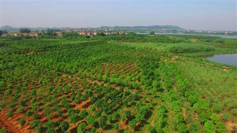 展示基地风采，增强苗木市场化竞争力！ - 武汉泽安园林工程有限公司