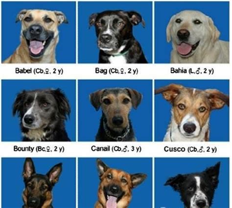深度学习入门基于 ResNet50 的狗狗品种识别 | 码农家园