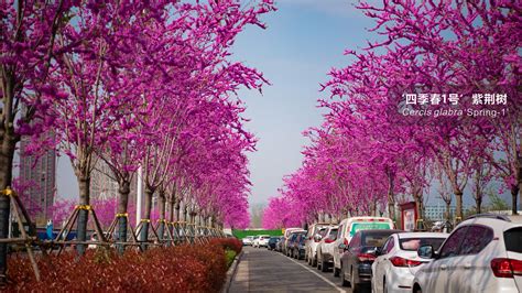 繁英满树 红花紫荆把番禺儿童公园彩虹路装扮成花廊