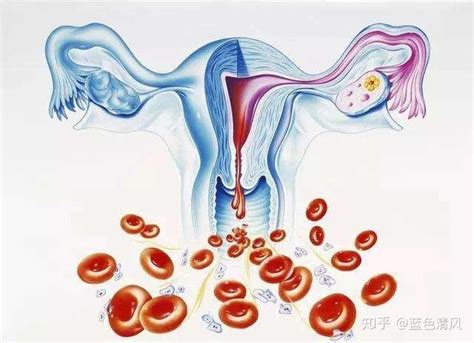 第六节 女性生殖系统 - 《人体解剖学》 - 中医世家