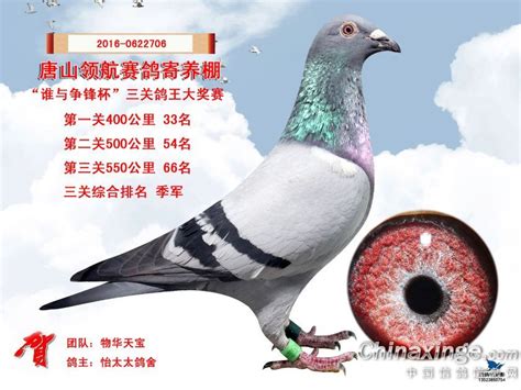 2016年唐山领航寄养棚获奖鸽照片1-60-中国信鸽信息网相册