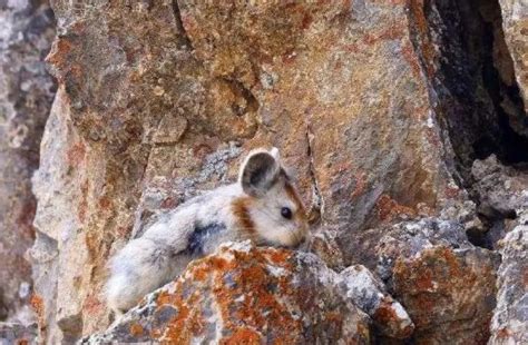 新疆天山伊犁鼠兔数据在全球生物多样性信息平台（GBIF）发布- 中国生物多样性保护与绿色发展基金会