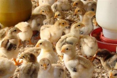 温氏养鸡1万只利润多少_养殖技术 - 农业站