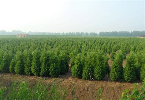 绿化苗木行业的主流树种有哪些？ - 南京雅萍苗圃场