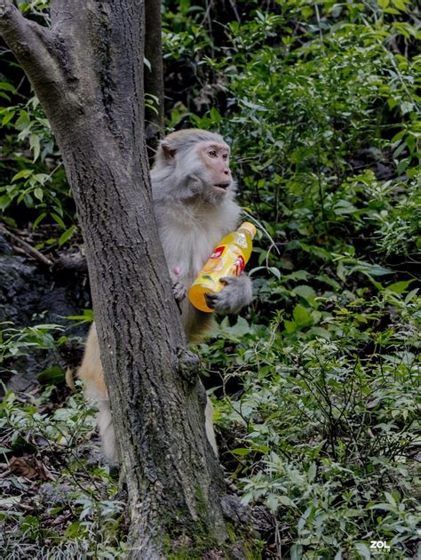 贵阳黔灵山猴子是保护动物吗-黔灵山公园猴子是什么品种-趣丁网