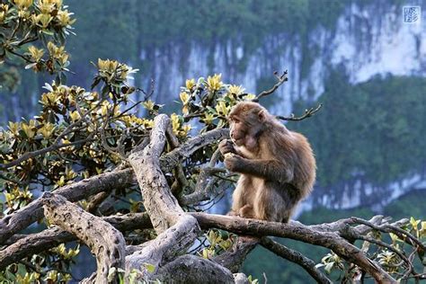 2021...眉山不得不看的就是峨眉山的猴子，据说峨眉的猴子聪明有趣又富有灵性，而且绝对是峨眉之旅的一大亮点_峨眉山生态猴区-评论-去哪儿攻略