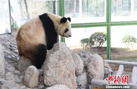 兰州动物园饲养条件差 大熊猫“蜀兰”将赴都江堰养老|界面新闻 · 中国