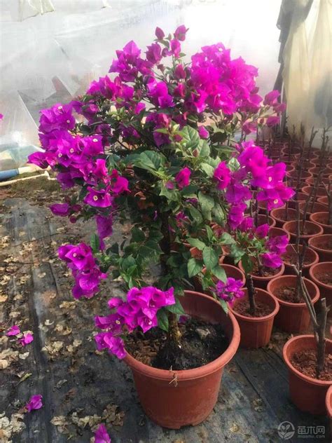 Jacaranda树顶紫色花朵这展示高清图片下载-正版图片505895751-摄图网