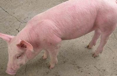 夏季常见猪病的流行特征及防制措施-农技学堂 - 惠农网
