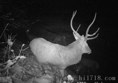 自然保护区野生动物监控相机摄像机夜视仪_夜视仪_维库仪器仪表网