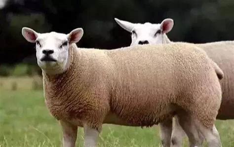 世界上最好的36种羊_品种_山羊_母羊