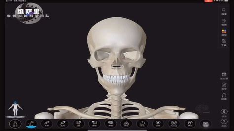 颅骨3D解剖合集