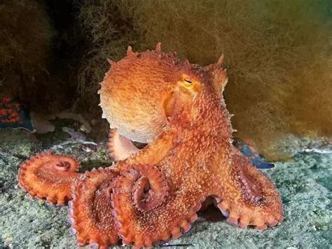 北太平洋巨型章鱼百科（最大极限重量可达136千克） - 胖萌舍宠物网