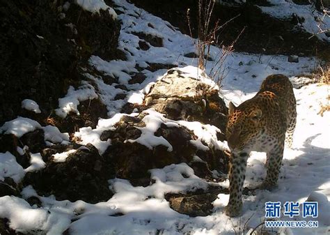 宁夏六盘山发现华北豹种群
