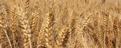[小麦种子批发]小麦种子 百农207 发芽率高 抗病抗倒 稳产价格1.5元/斤 - 惠农网