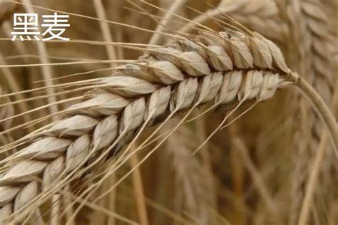 黑麦的功效与作用及食用方法