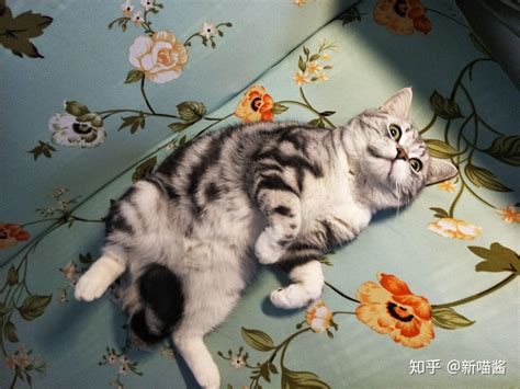 简约宠物收养猫咪宣传海报海报模板下载-千库网