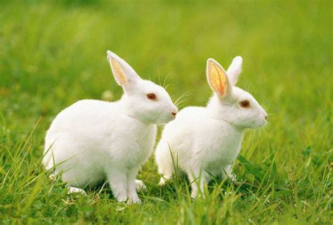 兔子会认主人吗,如何与兔子增强好感 - 动物健康 - 每天一个健康小知识
