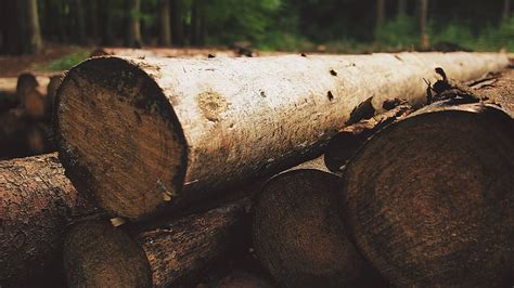 木材行业的一年有什么不同_行业资讯_木头云