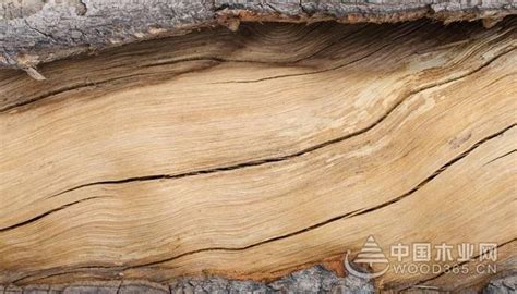 木材开裂的原因和解决措施-中国木业网