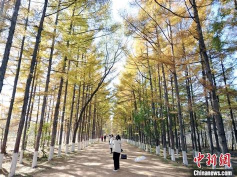 马路晒谷场变“黄金大道” 航拍壮观场面-新闻中心-温州网