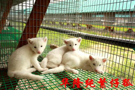 判断仔（幼）狐狸是否生长发育正常的主要依据是什么？-哈尔滨华隆集团官方网站