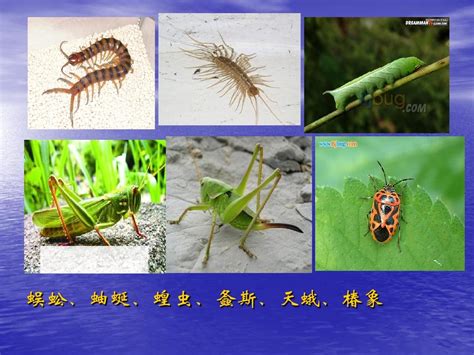 36种甲虫类昆虫高清图片