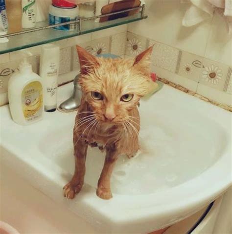 猫咪洗澡极度不配合，怕被抓伤怎么办？