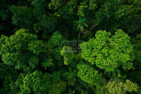 保护热带雨林图片,热带雨林图片_大山谷图库