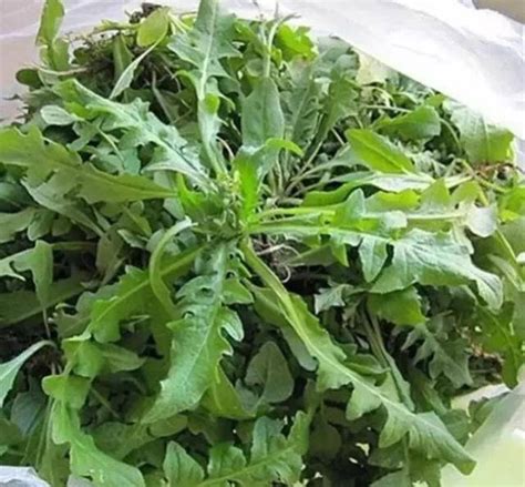 芨芨菜图片