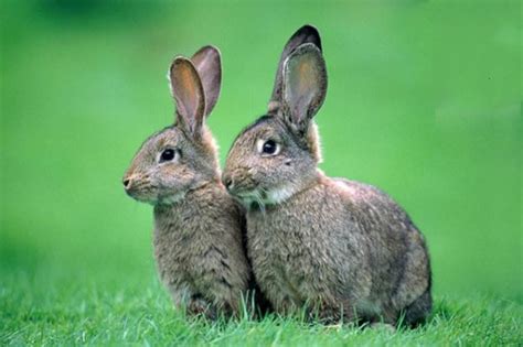 兔的真命贵人2021年，属兔的贵人属相是谁 -属兔-生肖网