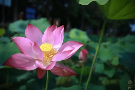美丽的单粉莲花池塘里有绿叶高清图片下载-正版图片303736194-摄图网