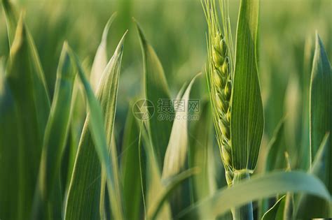 三四月份绿色小麦苗高清图片下载-正版图片501589854-摄图网