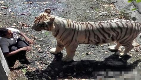 一只华南虎的死亡过程，华南虎种族灭绝更近了一步_腾讯视频